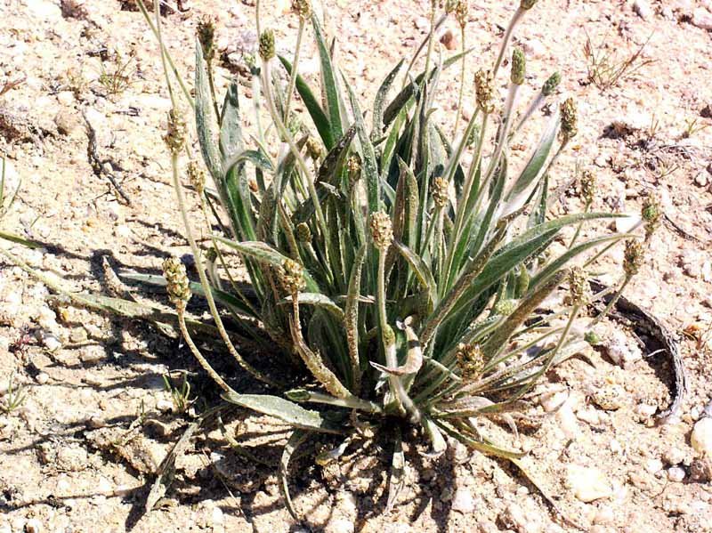 Plantago-ovata-1 (1).jpg